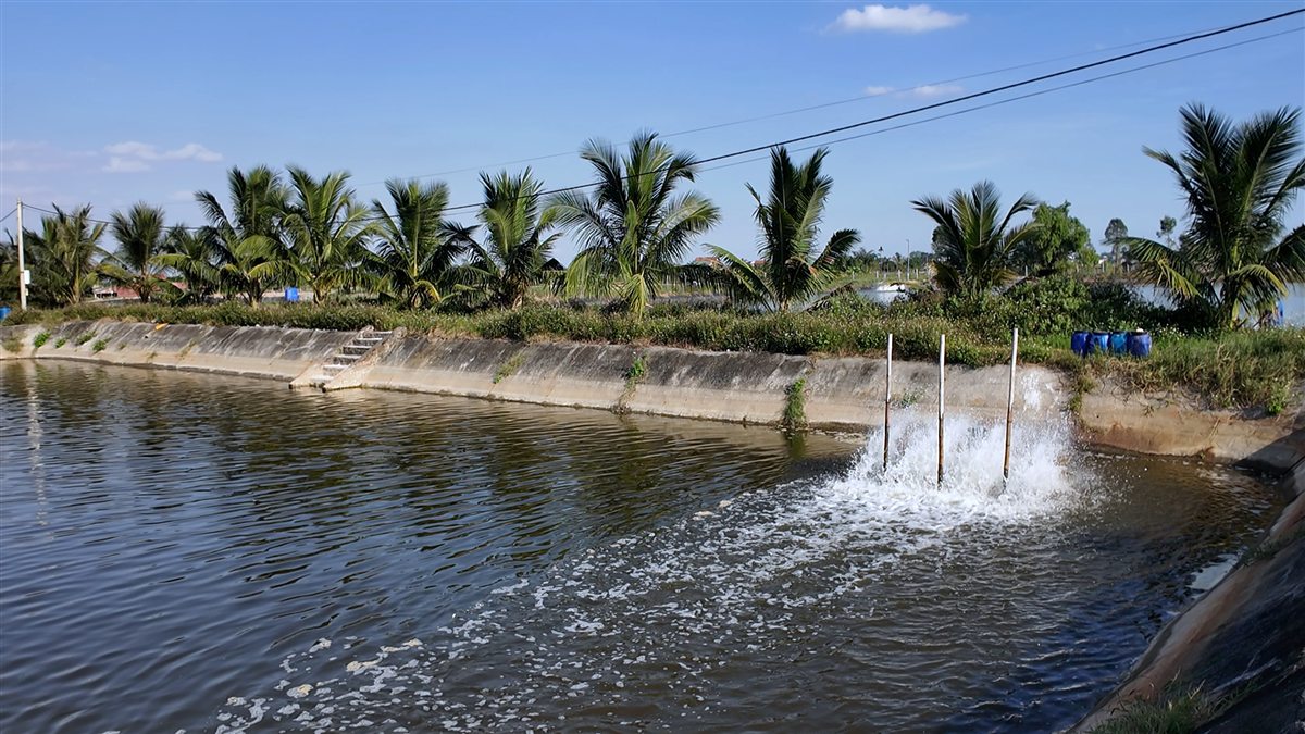 Cải tạo ao phòng bệnh EHP trên tôm