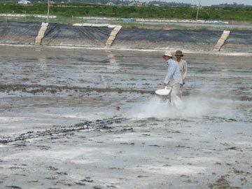 Bón vôi cải tạo ao nuôi tôm ổn định pH đáy ao