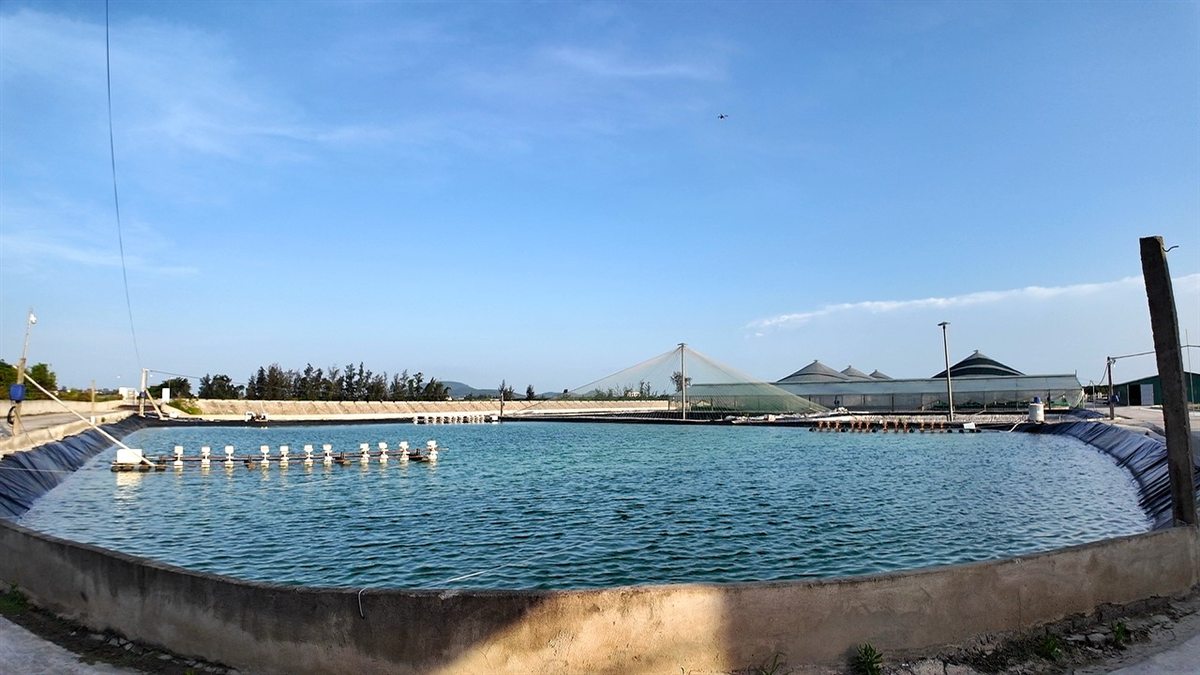 Ao nuôi tôm nền đáy sạch sau khi dùng Vi Sinh Xử Lý Đáy Ao Thiện Mũ Cối