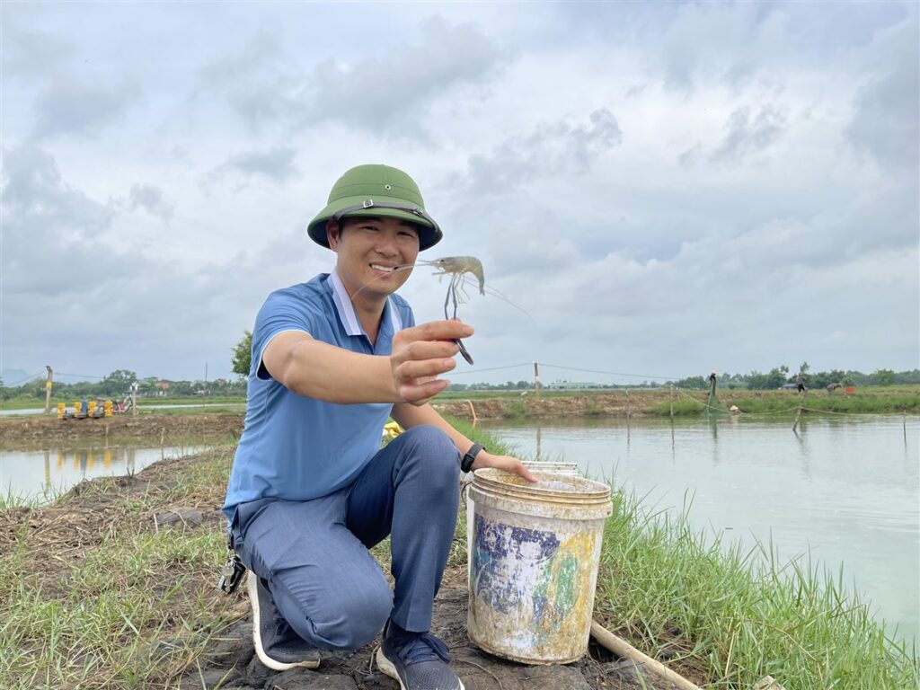 Dấu hiệu tôm nhiễm vi khuẩn Vibrio trong ao tôm - soi gan và ruột tôm tận tay