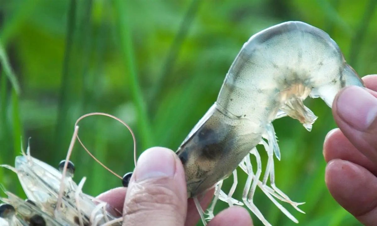 Soi cận cảnh đường ruột và gan tụy con tôm trên tay để đọc kiểu ruột đứt khúc, ruột xoắn lò xo