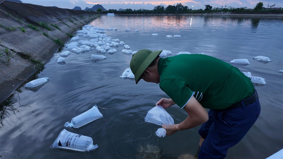 Thiện Mũ Cối thả tôm giống - phòng vi khuẩn Vibrio trong ao tôm từ đầu vụ