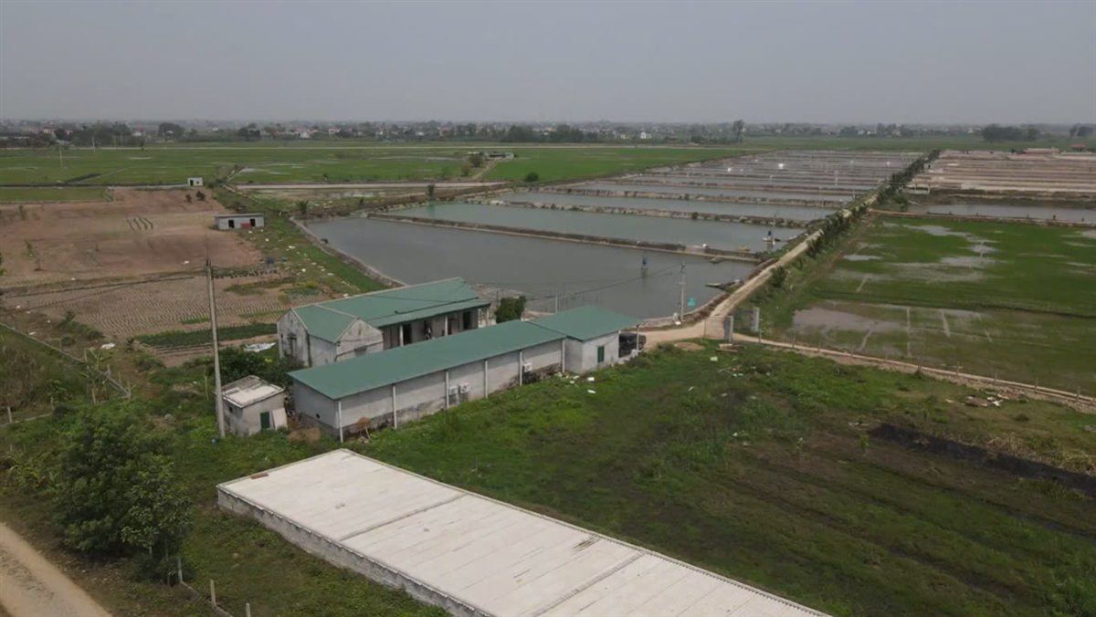 Toàn cảnh khu ao nuôi tôm nhìn từ trên cao — nơi phải quản lý môi trường ao nuôi tôm mỗi ngày