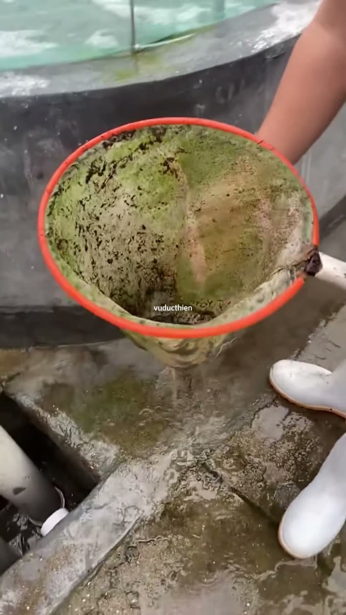 Chất bẩn hứng được khi xi phông đáy ao tôm — bùn nhớt xanh đen bám đầy vợt