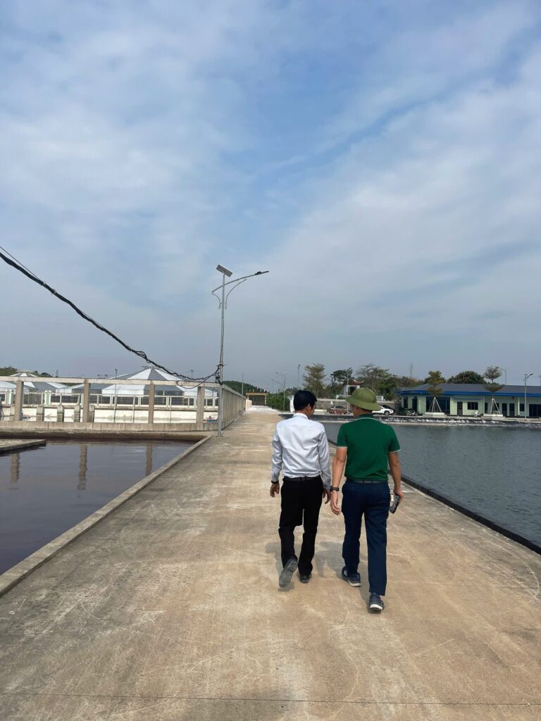 Xử lý nước ao lắng nuôi tôm - anh Thiện Mũ Cối đi trên bờ đê giữa ao lắng và khu ao nuôi mái che của trại tôm